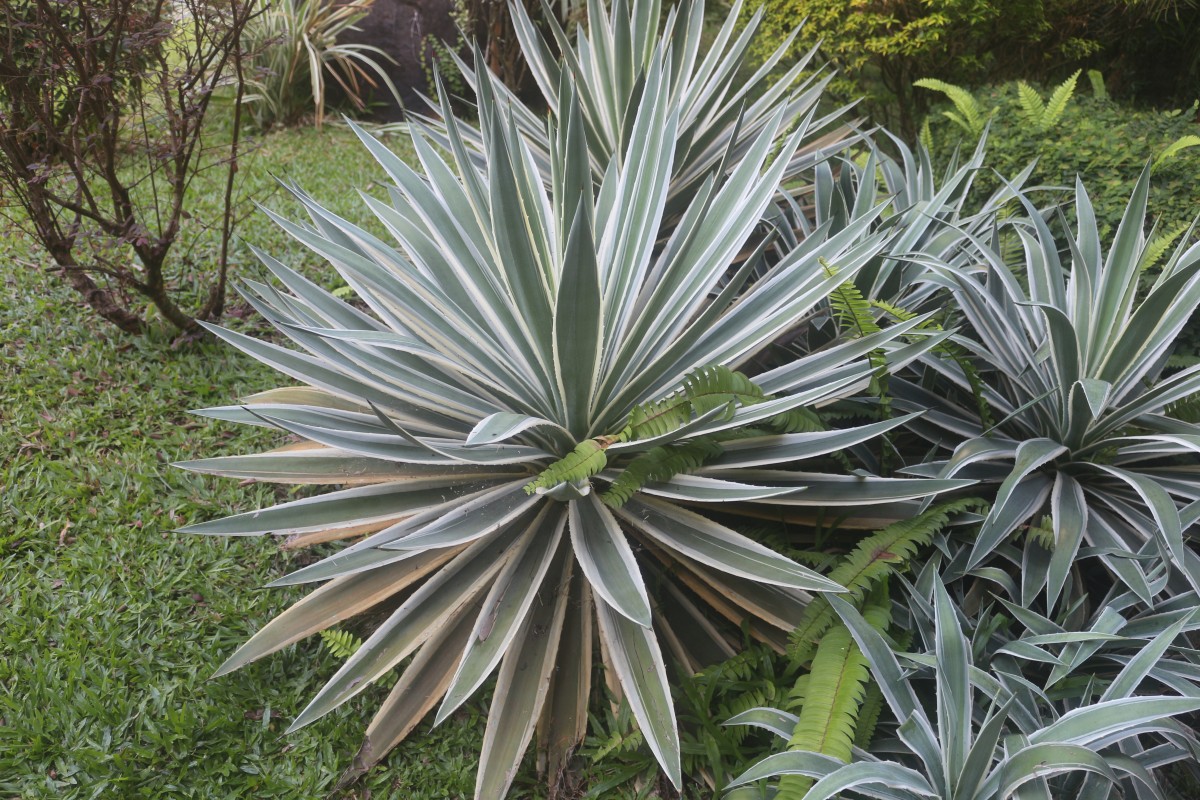 Agave angustifolia Haw.